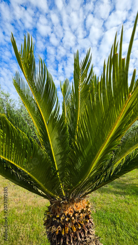 Close-up of Green Palm Tree with Blue Sky and Clouds