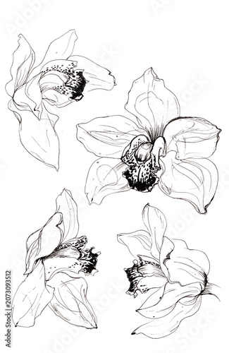 Fotografía Line art illustration of Cymbidium orchid flowers drawn with black pen on white
