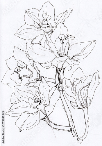 Bild auf Leinwand Line art illustration of Cymbidium orchid stem with black pen on white backgroun