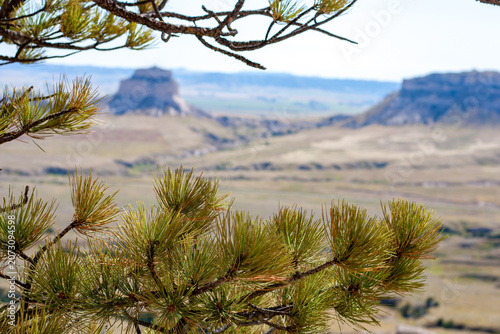 Scottsbluff Pine Needles