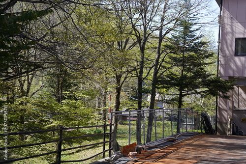 Fresh green trees next to building fence outdoors