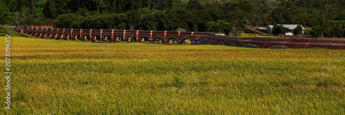 Bild auf Leinwand The Er-ceng-ping Water Bridge in Luye, Taitung, Taiwan, features a unique red-brick arched aqueduct crossing golden rice fields