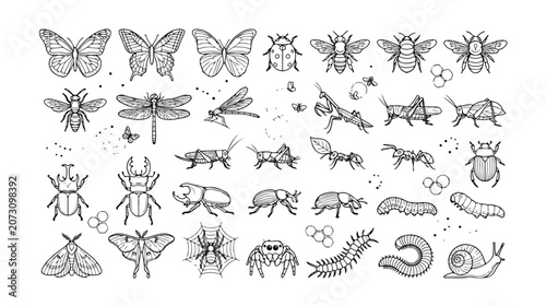 Konstfotografi Detailed insect vector collection, hand-drawn bug illustrations, nature-inspired