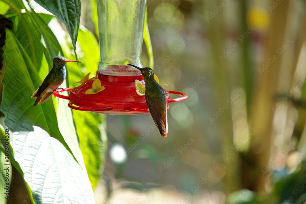 Obraz premium Rufous-tailed hummingbirds (Amazilia tzatcl) perched on a hummingbird feeder in the Intag Valley, Cuillaje, Ecuador