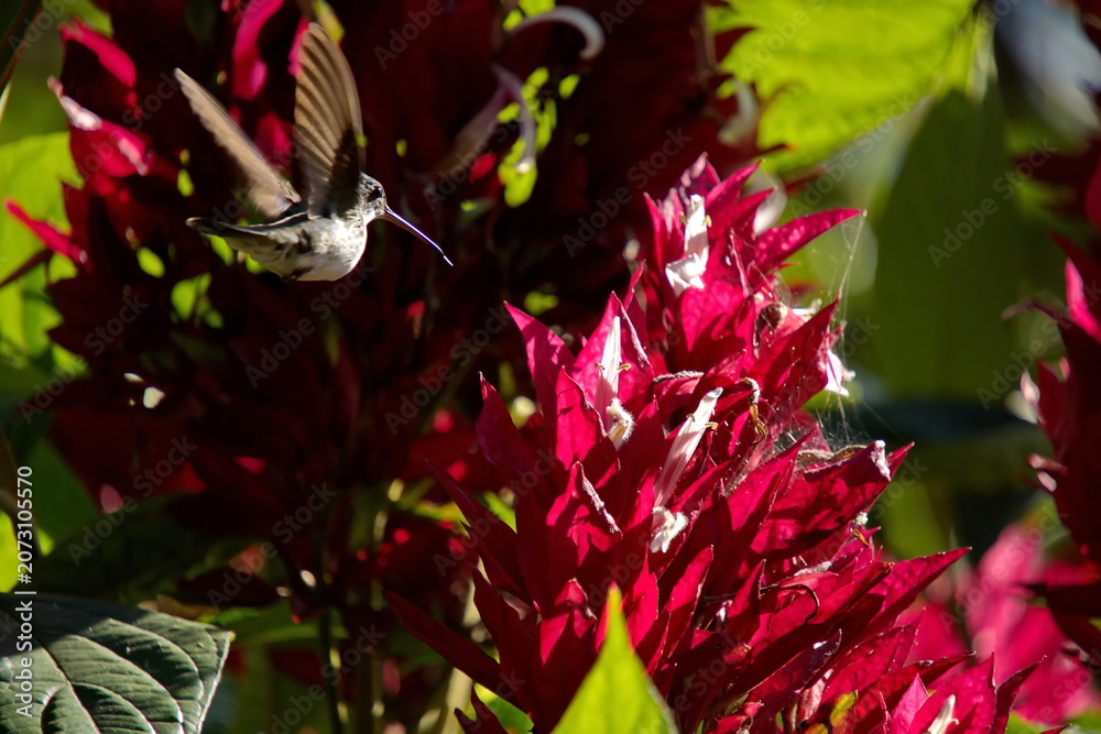 Obraz premium Western emerald (Chlorostilbon melanorhynchus) hummingbird in flight at a red flower in the Intag Valley, Cuillaje, Ecuador