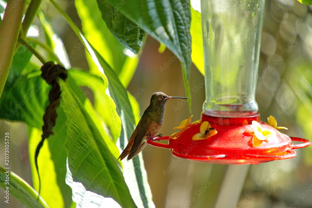 Obraz premium Rufous-tailed hummingbird (Amazilia tzatcl) perched on a hummingbird feeder in the Intag Valley, Cuillaje, Ecuador