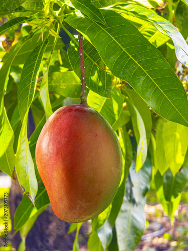 A large ripe reddish mango fruit hanging from a branch of a tree surrounded by green leaves on a tropical plantation, Madeira, Portugal.
