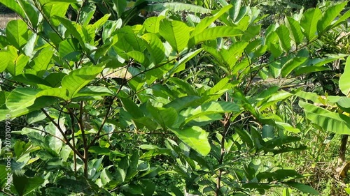 green leaves in the forest
