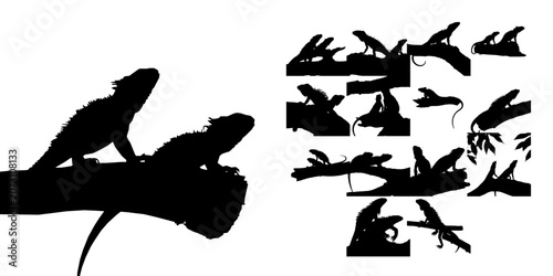 Fotografie Pair Of Iguanas Basking On A Log Silhouette