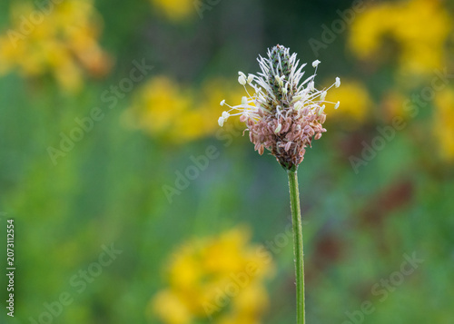 Minimalist Ribwort Plantain Against Soft Summer Colors
