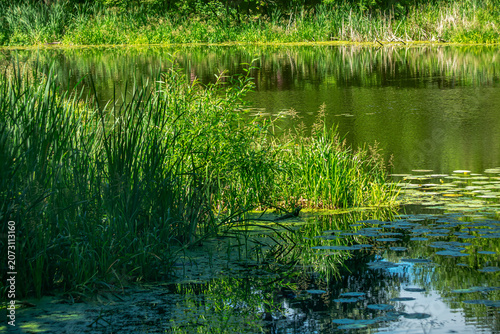 On the bank of a small river on a sunny summer day.