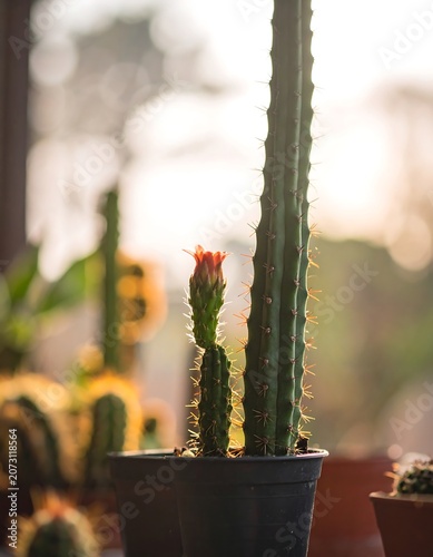 A close-up of a small potted cactus with vibrant orange flower