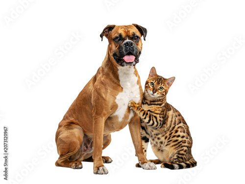 Photos A large tan boxer dog and a spotted bengal cat pose isolated on png transparent