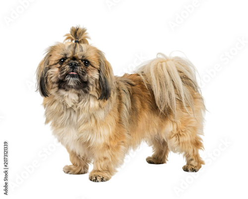 Photos Adorable pekingese dog with light brown fur and a topknot, isolated on png trans