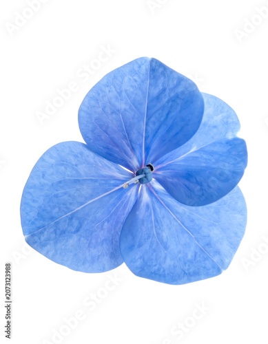 A close-up of a vibrant blue flower with delicate petals