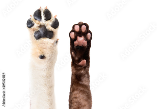 Canvastavla Paws of a Labrador retriever dog and a Devon Rex cat isolated on white backgroun