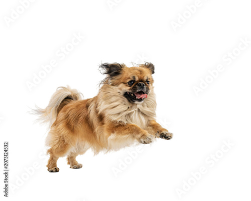 Canvas Print Energetic tibetan spaniel dog leaping with joy against a isolated on png transpa