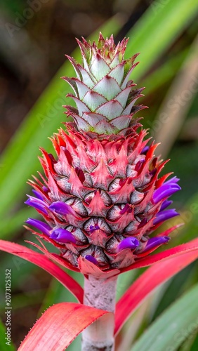 A close-up of a vibrant, flowering plant with a red and purple inflorescence