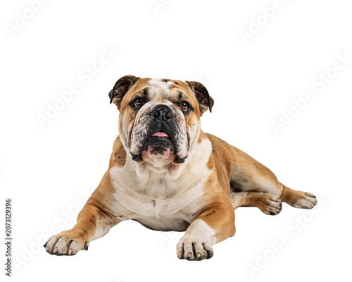 Fotografie Tan and white english bulldog lying down with tongue out on isolated on png tran