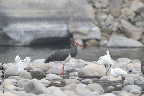 Canvas Print The black stork (Ciconia nigra) is a large bird in the stork family Ciconiidae