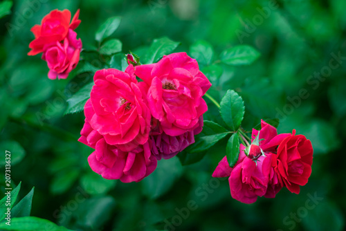 Pink roses in close-up against a blurred background.