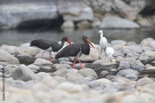 Photography The black stork (Ciconia nigra) is a large bird in the stork family Ciconiidae
