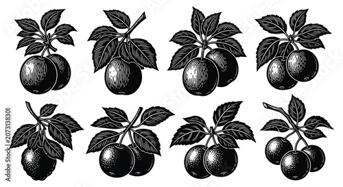 Fotografía Apple Arrangement Black And White Engraving Style