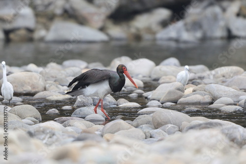 Photography The black stork (Ciconia nigra) is a large bird in the stork family Ciconiidae