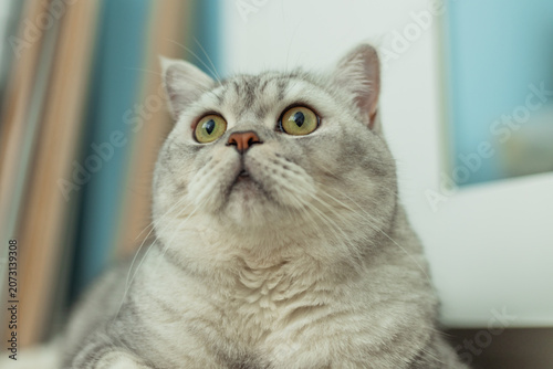 Curious cat with striking yellow eyes and soft gray fur