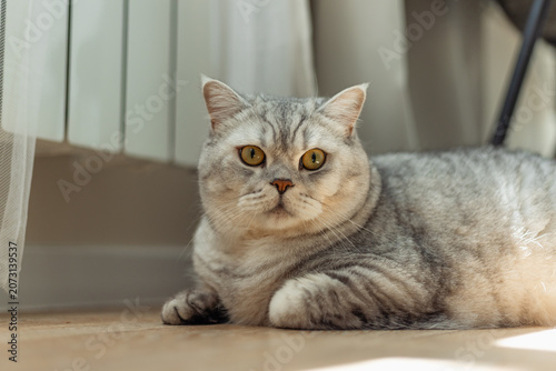 Adorable silver tabby cat lounging in a sunlit room