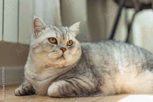 Silver tabby cat with bright eyes resting on a wooden floor indoors