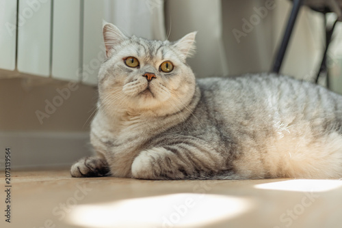 A fluffy British Shorthair cat with striking yellow eyes rests indoors