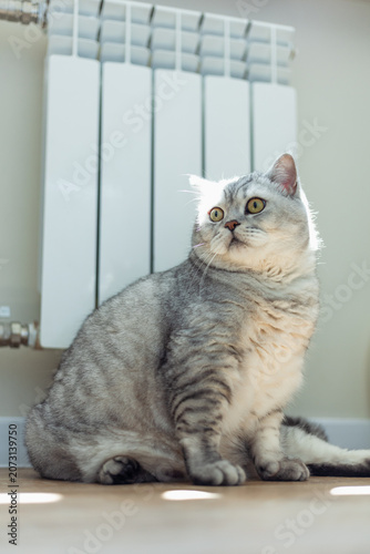 Fluffy silver tabby cat sitting indoors near a white radiator with sunlight