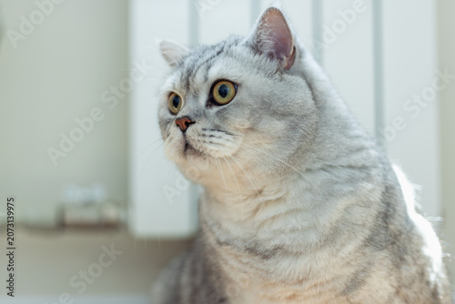 Beautiful silver tabby cat with striking eyes sitting gracefully indoors