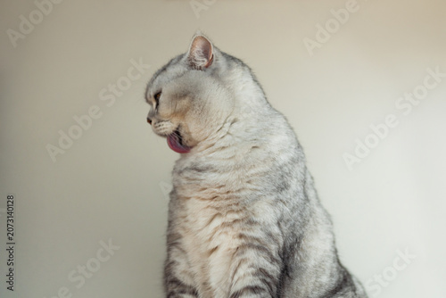 Close-up of a silver tabby cat grooming its fur quietly