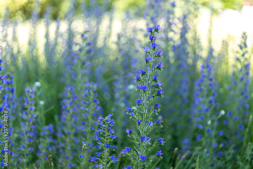 Beautiful field of vibrant blue wildflowers in full bloom