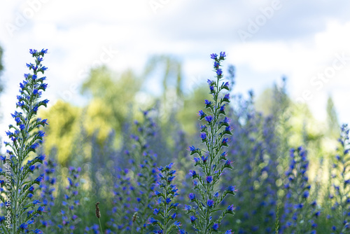 Vibrant blue wildflowers bloom in a sun-drenched meadow on a clear day