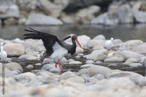 Canvas Print The black stork (Ciconia nigra) is a large bird in the stork family Ciconiidae