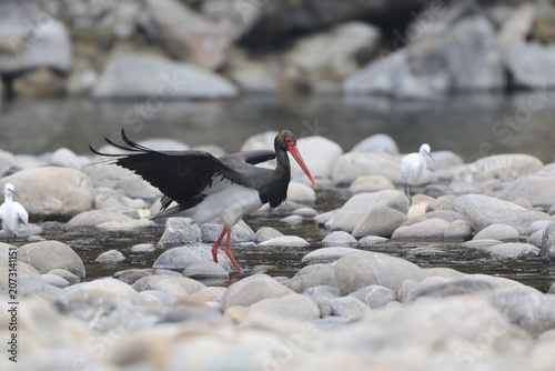 Photography The black stork (Ciconia nigra) is a large bird in the stork family Ciconiidae