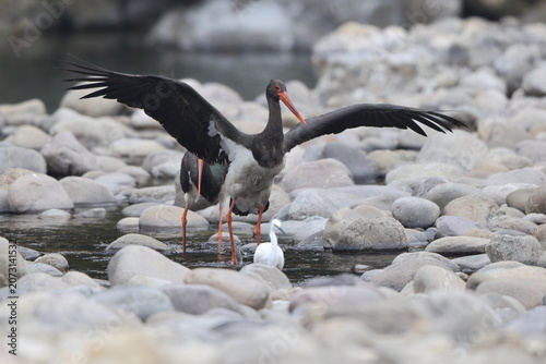 Canvas Print The black stork (Ciconia nigra) is a large bird in the stork family Ciconiidae