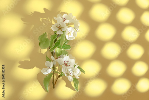 White spring blossom with green leaves on a warm yellow background, dappled light spots, soft shadow, decorative floral composition, copy space
