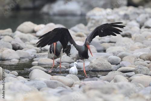 Photography The black stork (Ciconia nigra) is a large bird in the stork family Ciconiidae