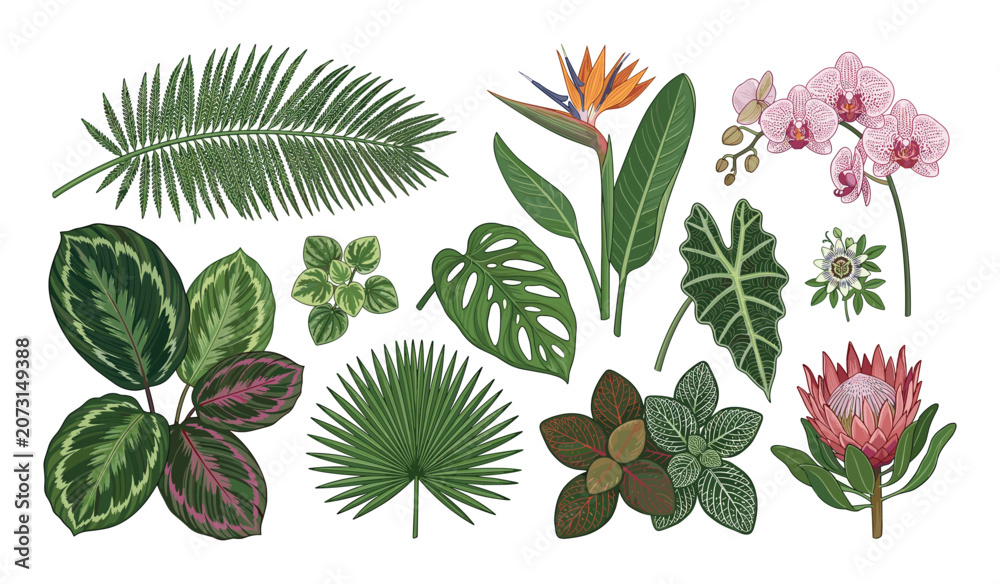 Naklejka premium A vibrant vector collection of exotic tropical leaves and colorful flowers.