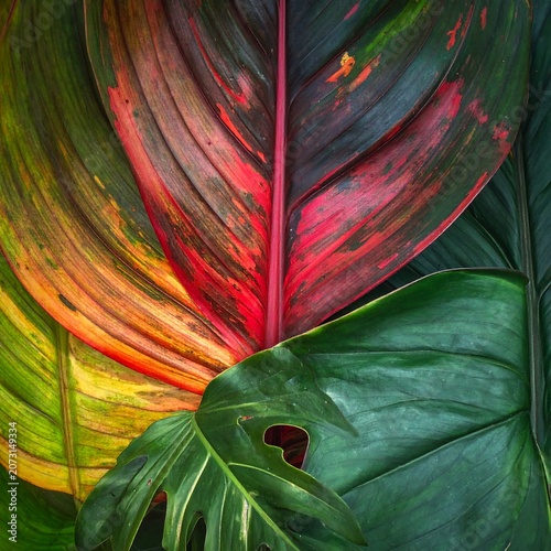 Vibrant colorful tropical plant leaves nature.
