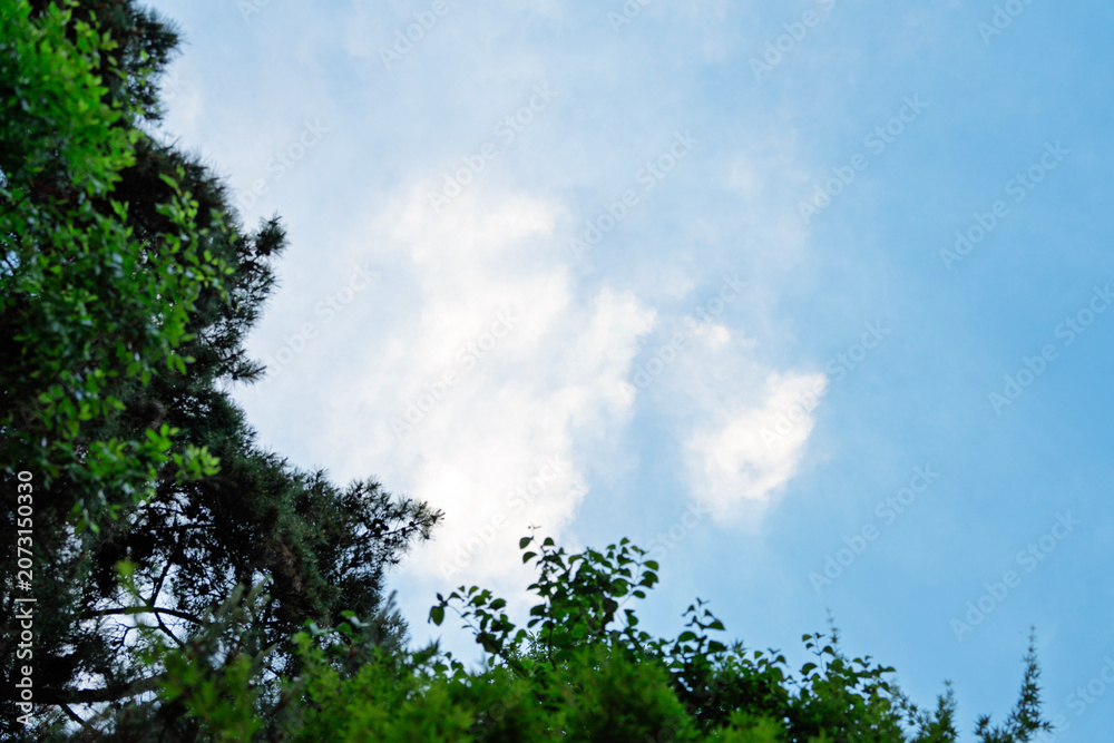 Fototapeta premium Blue Sky with White Clouds Framed by Green Pine Trees with Copy Space for Background