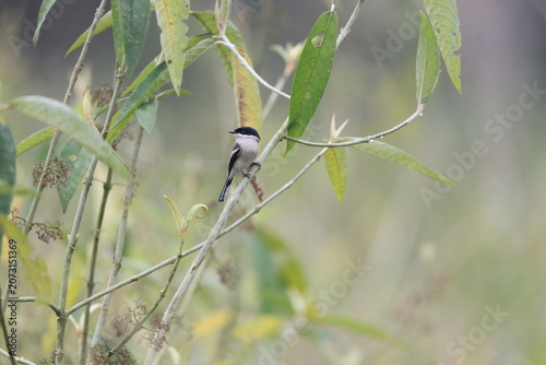 Photography The bar-winged flycatcher-shrike (Hemipus picatus picatus) is a small passerine bird usually placed in the Vangidae