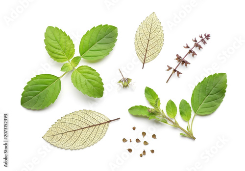 Detailed macro photograph of fresh green holy basil leaves, delicate dried skeleton leaves, flowers, and seeds arranged on a clean white background.