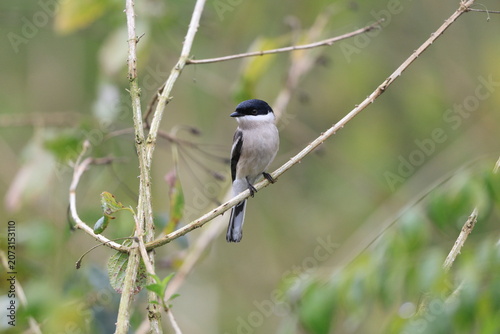 Photography The bar-winged flycatcher-shrike (Hemipus picatus picatus) is a small passerine bird usually placed in the Vangidae