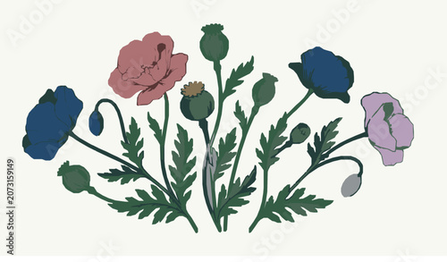 Bild auf Leinwand Elegant poppy flower and seed pod line drawing vector