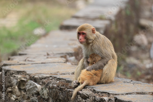Photography The rhesus macaque (Macaca mulatta), colloquially rhesus monkey, is a species of Old World monkey